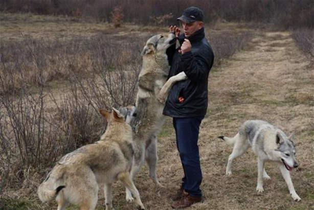 Foto - Çılgın aile kurtlarla yaşıyor!