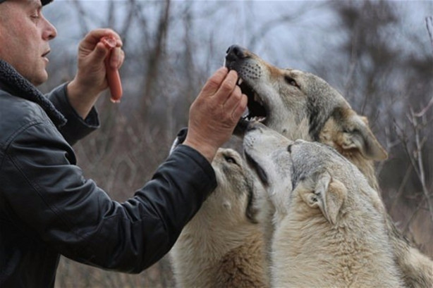 Foto - Çılgın aile kurtlarla yaşıyor!