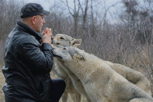 Foto - Çılgın aile kurtlarla yaşıyor!