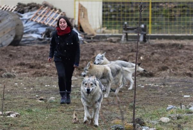 Foto - Çılgın aile kurtlarla yaşıyor!