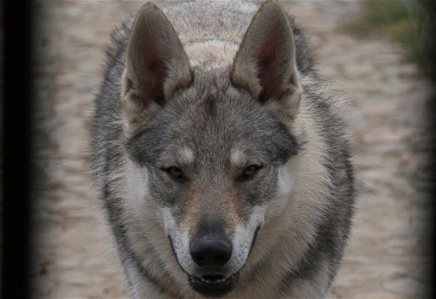 Foto - Çılgın aile kurtlarla yaşıyor!