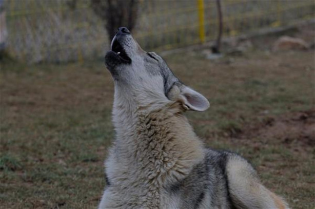 Foto - Çılgın aile kurtlarla yaşıyor!