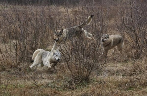 Foto - Çılgın aile kurtlarla yaşıyor!