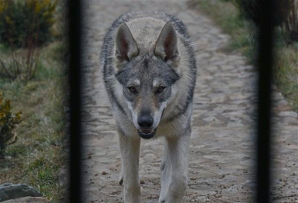 Çılgın aile kurtlarla yaşıyor!