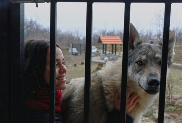 Foto - Çılgın aile kurtlarla yaşıyor!
