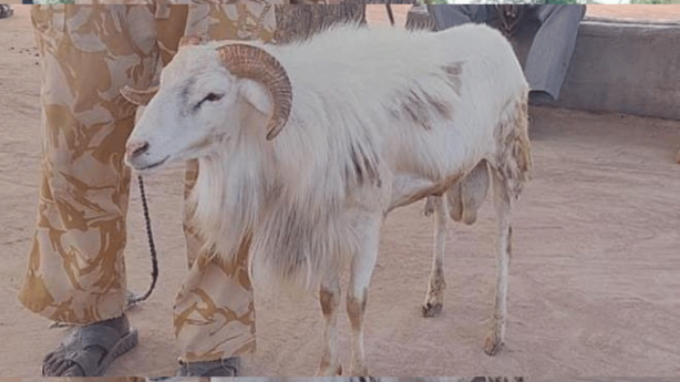 Foto - Bu inek tutuklandı! Sebebini öğrenince şok olacaksınız