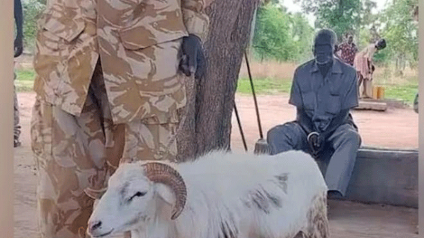Foto - Bu inek tutuklandı! Sebebini öğrenince şok olacaksınız