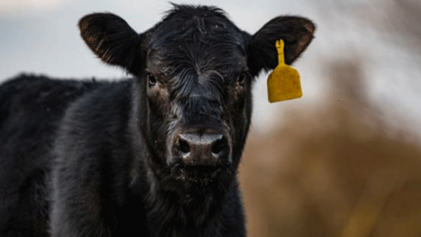 Bu inek tutuklandı! Sebebini öğrenince şok olacaksınız
