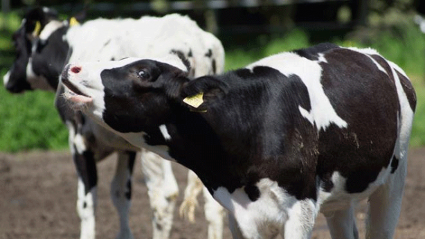 Foto - Bu inek tutuklandı! Sebebini öğrenince şok olacaksınız