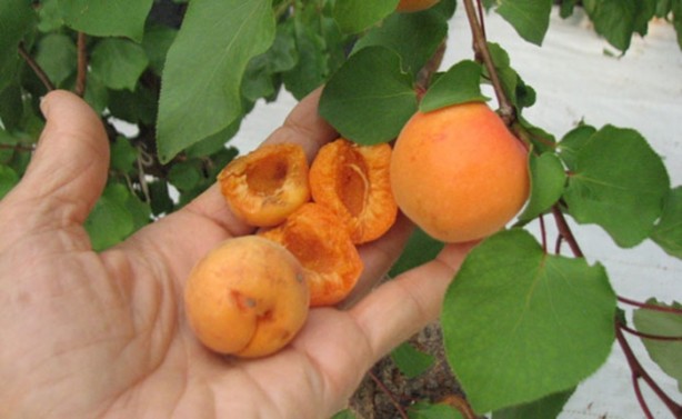 Foto - Bu insanlar 120 yıl yaşıyor! Sırrı ise...