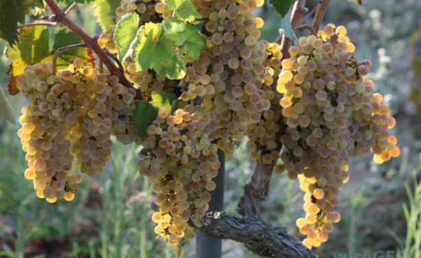 Foto - Bu insanlar 120 yıl yaşıyor! Sırrı ise...