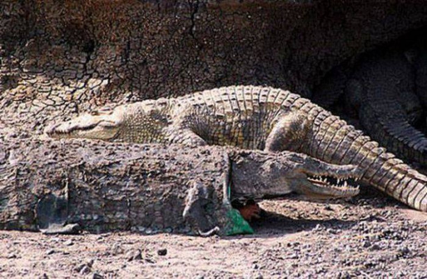 Foto - Bu insanlar rahatlık konusunda sınır tanımıyor!