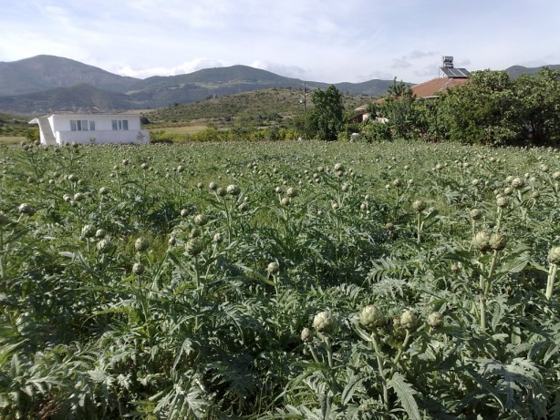 Bu iş için özel ekiple harekete geçtiler! Ayda 30 bin lira kazanıyorlar
