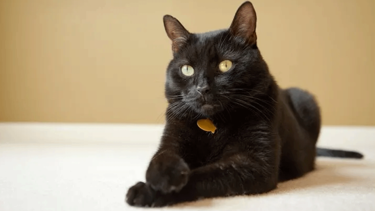 Foto - Uzmanı tüyo verdi: Kediniz bunu yapıyorsa sizi seviyor demektir!