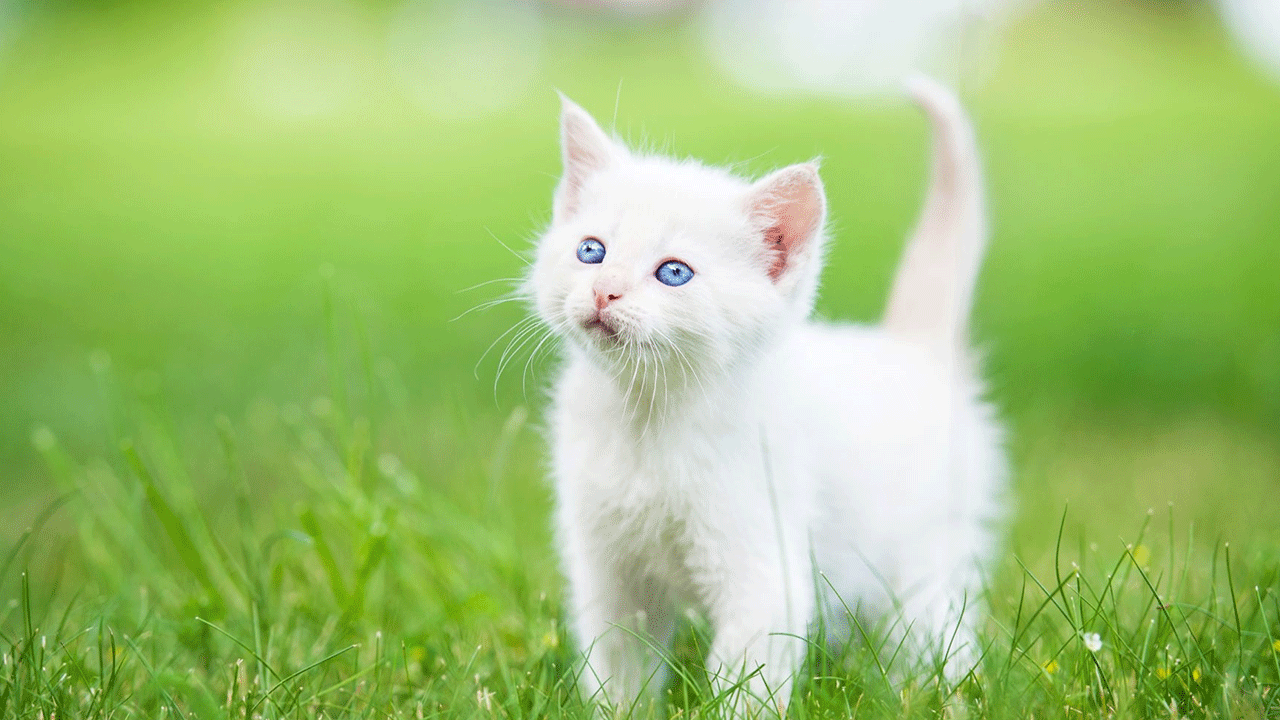 Foto - Uzmanı tüyo verdi: Kediniz bunu yapıyorsa sizi seviyor demektir!