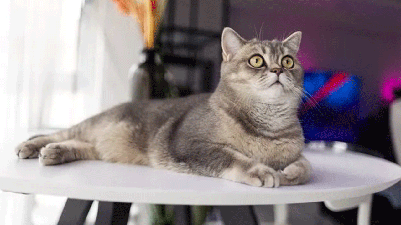 Foto - Uzmanı tüyo verdi: Kediniz bunu yapıyorsa sizi seviyor demektir!