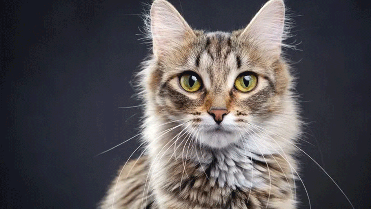 Foto - Uzmanı tüyo verdi: Kediniz bunu yapıyorsa sizi seviyor demektir!