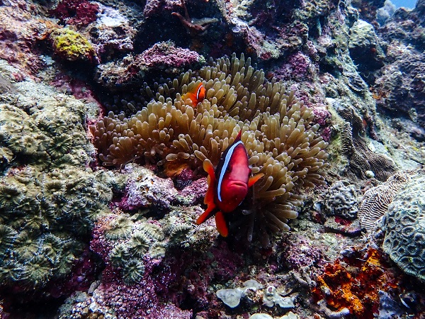 Foto - Bu istiridye 100 sene yaşıyor! 