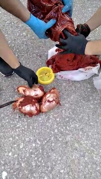 Foto - Bu kadarına da pes artık! Salça bidonundan çıkana inanamayacaksınız!