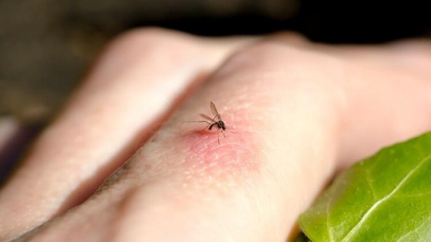 Foto - Bu kan grubundan olanlar hapı çok fena yuttu! Sivrisinekler size bayılıyor! Kanını emeceği insanları bakın nasıl seçiyorlar