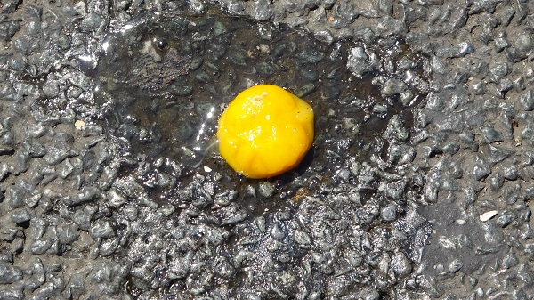 Foto - Bu kareler İstanbul'da çekildi! Asfaltta yumurta pişirdiler