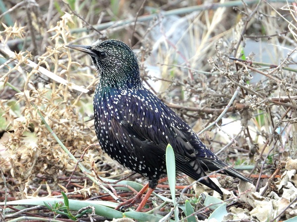 Foto - Bu kareler kartpostalları aratmıyor
