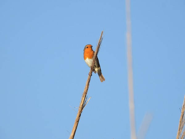 Foto - Bu kareler kartpostalları aratmıyor