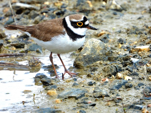 Foto - Bu kareler kartpostalları aratmıyor