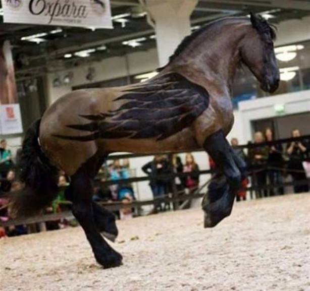 Foto - Bu kareler photoshop değil!