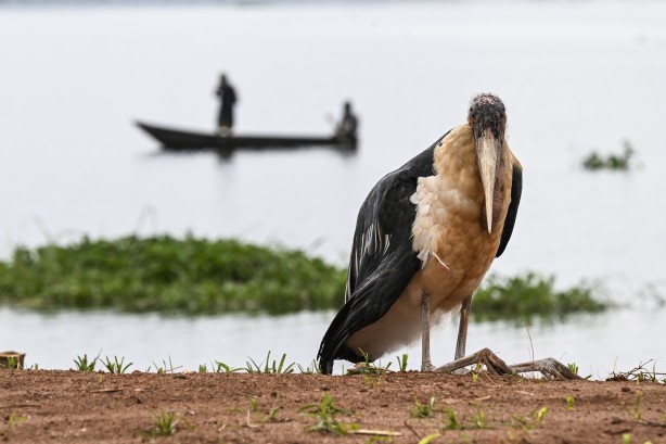 Foto - Bu kareler sanki bir belgeselden çıkmış gibi! Müthiş görüntüler: Uganda'da rekor ziyaretçi...