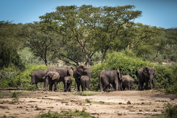 Foto - Bu kareler sanki bir belgeselden çıkmış gibi! Müthiş görüntüler: Uganda'da rekor ziyaretçi...