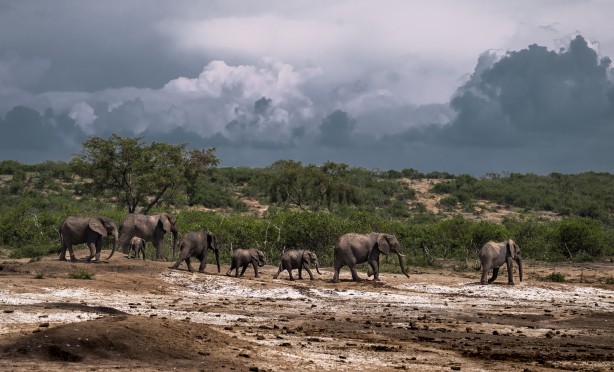 Foto - Bu kareler sanki bir belgeselden çıkmış gibi! Müthiş görüntüler: Uganda'da rekor ziyaretçi...