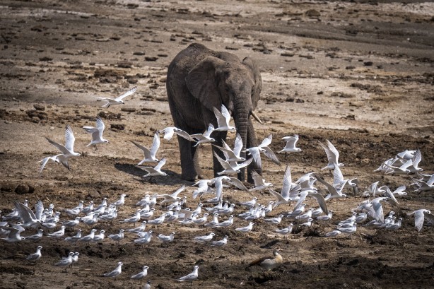 Foto - Bu kareler sanki bir belgeselden çıkmış gibi! Müthiş görüntüler: Uganda'da rekor ziyaretçi...