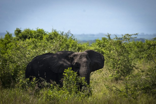 Foto - Bu kareler sanki bir belgeselden çıkmış gibi! Müthiş görüntüler: Uganda'da rekor ziyaretçi...