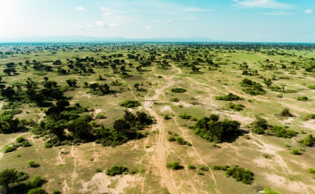 Bu kareler sanki bir belgeselden çıkmış gibi! Müthiş görüntüler: Uganda'da rekor ziyaretçi...