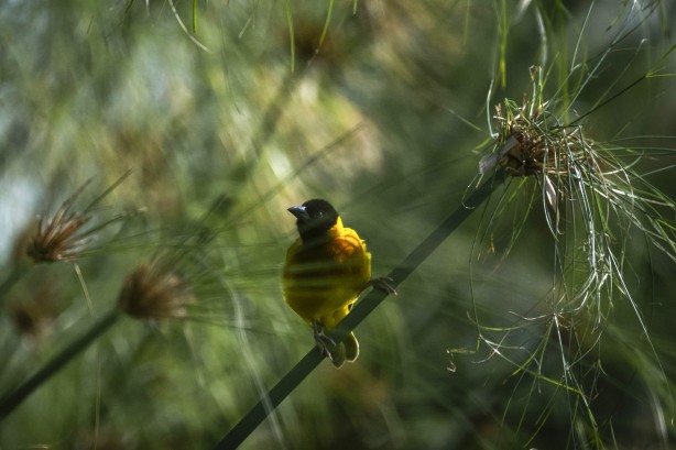 Foto - Bu kareler sanki bir belgeselden çıkmış gibi! Müthiş görüntüler: Uganda'da rekor ziyaretçi...