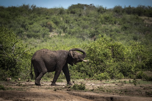 Foto - Bu kareler sanki bir belgeselden çıkmış gibi! Müthiş görüntüler: Uganda'da rekor ziyaretçi...
