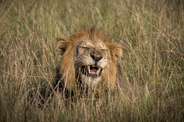 Foto - Bu kareler sanki bir belgeselden çıkmış gibi! Müthiş görüntüler: Uganda'da rekor ziyaretçi...