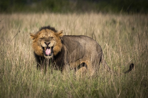 Foto - Bu kareler sanki bir belgeselden çıkmış gibi! Müthiş görüntüler: Uganda'da rekor ziyaretçi...
