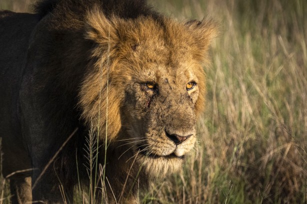 Foto - Bu kareler sanki bir belgeselden çıkmış gibi! Müthiş görüntüler: Uganda'da rekor ziyaretçi...
