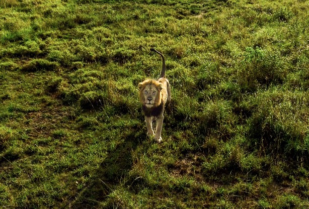 Foto - Bu kareler sanki bir belgeselden çıkmış gibi! Müthiş görüntüler: Uganda'da rekor ziyaretçi...