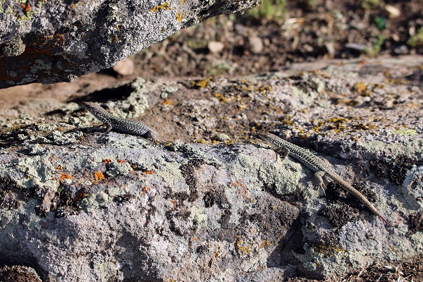 Foto - Bu kareler Türkiye’de çekildi! 