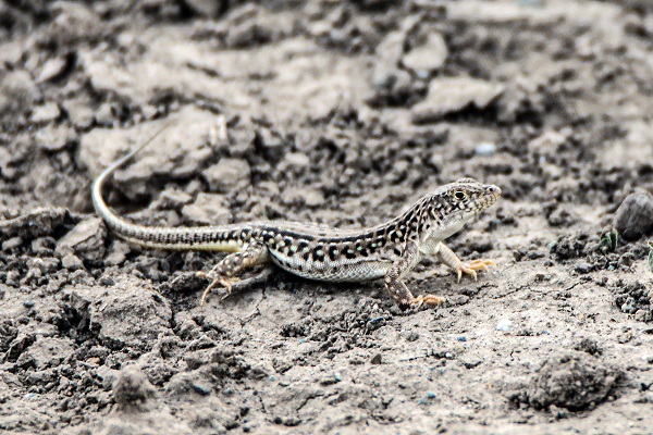 Foto - Bu kareler Türkiye’de çekildi! 