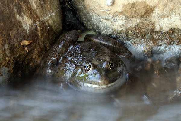 Foto - Bu kareler Türkiye’de çekildi! 