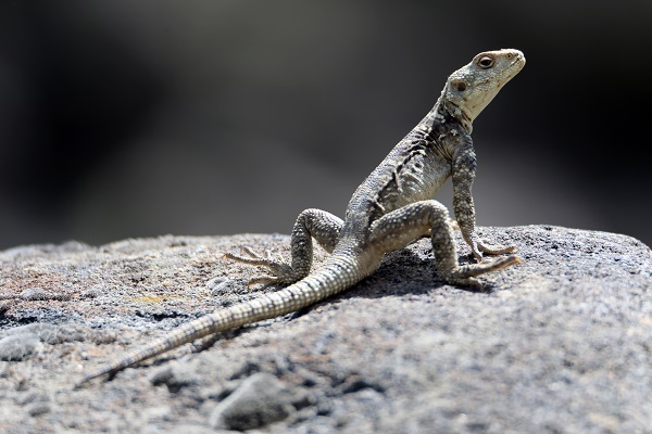Foto - Bu kareler Türkiye’de çekildi! 