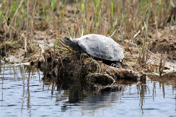 Foto - Bu kareler Türkiye’de çekildi! 