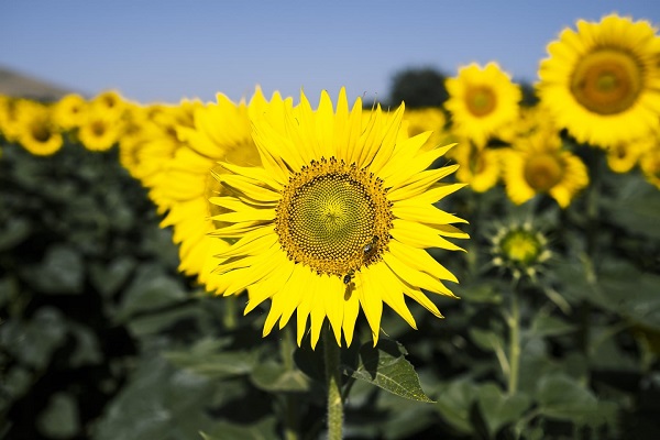 Foto - Bu karelere herkes hayran kalıyor