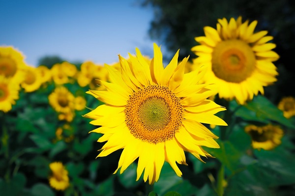 Foto - Bu karelere herkes hayran kalıyor
