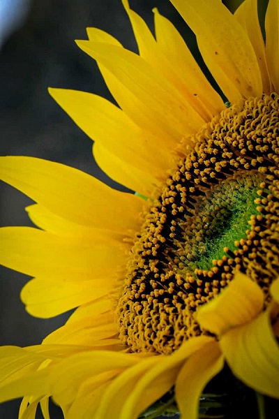 Foto - Bu karelere herkes hayran kalıyor