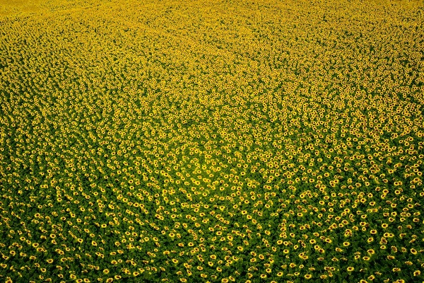 Foto - Bu karelere herkes hayran kalıyor